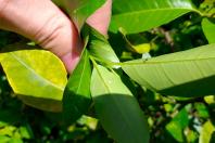 greening_especial AEN