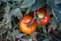 tomate_3