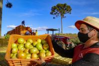 tomate_2