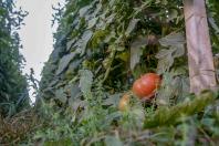 tomate_4