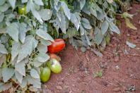 tomate_1