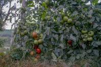 virose_tomate1