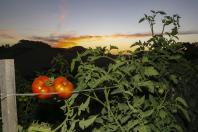 virose_tomate4