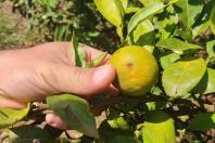 GREENING_norte1