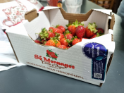 selo morangos_6