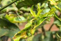 laranja_citrus