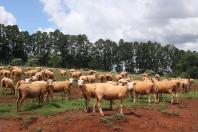 Vacinação de herbívoros contra raiva fica obrigatória em 30 cidades do Oeste do Paraná Foto: Jonas Oliveira