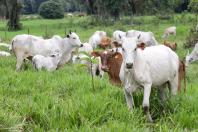 Vacinação de herbívoros contra raiva fica obrigatória em 30 cidades do Oeste do Paraná Foto Arnaldo Alves/AEN