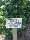 Placa café