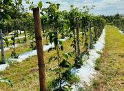 Seagri promove encontro em Cianorte, com destaque para o programa Irriga Paraná