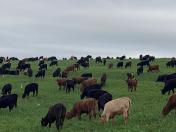 Dados da Adapar indicam queda nos focos de brucelose e tuberculose bovina no Paraná