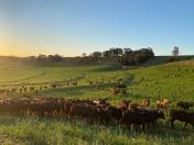 Dados da Adapar indicam queda nos focos de brucelose e tuberculose bovina no Paraná