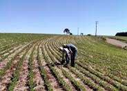Adapar assina portaria que amplia período de plantio da soja para produção de sementes no Paraná