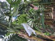 Início do enchimento dos frutos