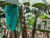 Ensacamaneto dos cachos para proteção contra pragas e sol