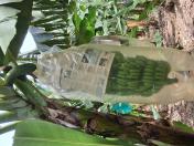 Ensacamaneto dos cachos para proteção contra pragas e sol