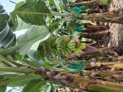 Início do enchimento dos frutos