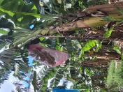 Ensacamento de cachos para proteção contra pragas e sol