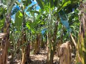 Bananal limpo e arejado para manter a sanidade e qualidade da produção