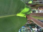 Monitoramento de Sigatoka Negra