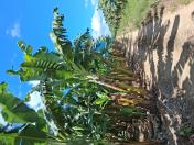 Bananal limpo para melhor arejamento e sanidade