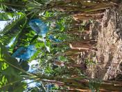 Ensacamento dos cachos para proteção contra pragas e sol