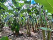 Bananal limpo para melhor arejamento e sanidade das plantas