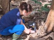 Monitoramento de pragas objetivando maio qualidade dos frutos