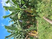 Manutenção de vegetação espontânea para conservação de insetos benéficos