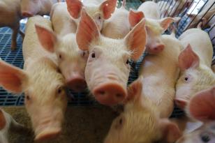 Com chancela da OIE, Paraná vira zona livre de peste suína clássica independente