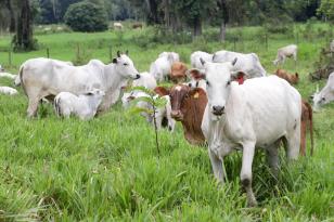 Produtor tem mais 15 dias para atualizar rebanhos; cadastramento parcial está em 57%.