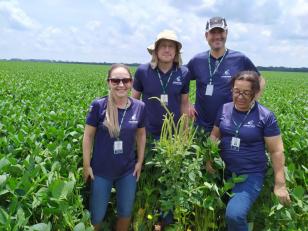 O Amaranthus palmeri é de crescimento rápido e extremamente agressivo. Há registro da presença em Mato Grosso e Mato Grosso do Sul. O produtor deve realizar monitoramento na propriedade e, em caso de suspeita de ocorrência, comunicar imediatamente a Adapar.