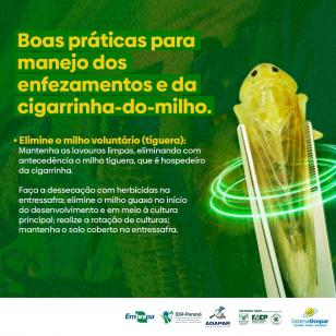 Com apoio do Governo, campanha orientará produtores para evitar a cigarrinha-do-milho