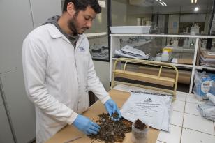 Técnicos do Tecpar analisam as amostras coletadas de abelhas mortas e favos para identificar se há resíduos de agrotóxicos. Foto: Hedeson Alves/Tecpar