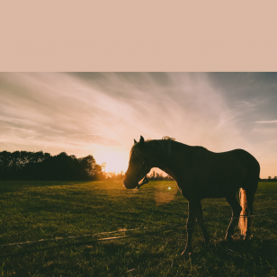 Alerta  a ocorrência de encefalomielite em equinos na Argentina