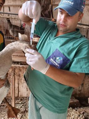 Adapar encerra a vigilância ativa de aves 