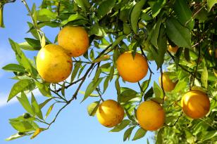 laranja_006