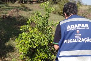 operação greening_adapar1