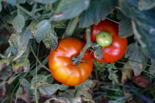 tomate_3