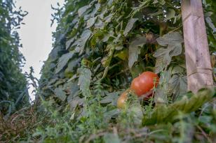 virose_tomate3