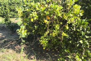 laranja_citrus