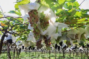 CADASTRO_UVAS