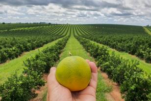 Estado prorroga por 180 dias emergência fitossanitária contra o greening