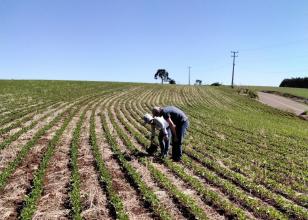 Adapar assina portaria que amplia período de plantio da soja para produção de sementes no Paraná