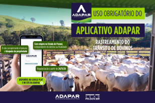 Em nova portaria, Adapar regulamenta aplicativo obrigatório para rastreamento do trânsito de bovinos no Paraná