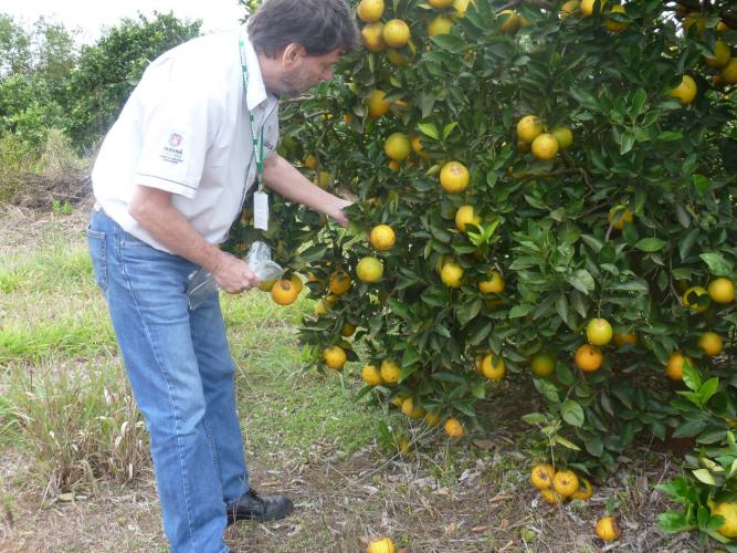 Citricultura_laranja