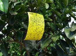 armadilha para monitoramento de psilídio