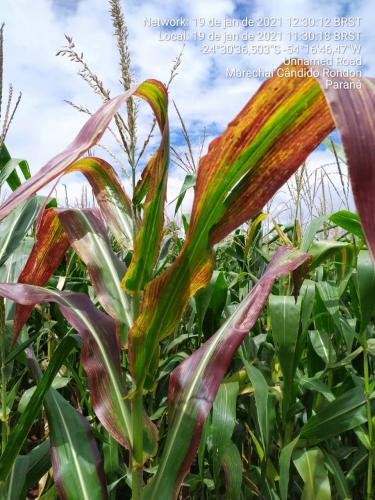 Monitoramento do enfezamento do milho