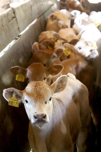 Conquista sobre aftosa tem 50 anos e envolve vacina na serragem e palestras em igrejas; veja linha do tempo