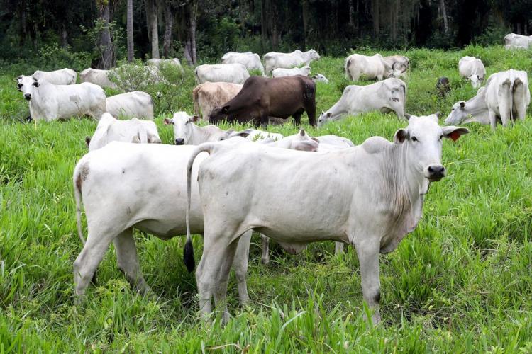 Conquista sobre aftosa tem 50 anos e envolve vacina na serragem e palestras em igrejas; veja linha do tempo